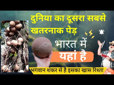 CANNONBALL TREE : तोप गोले, बम भोले का पवित्र पेड़: कई countries में क्यों मना है लगाना