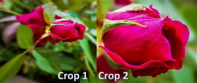 phoolon ki photo