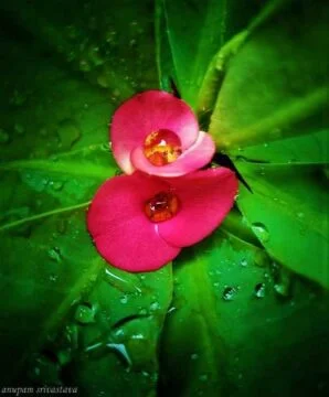 flower photography