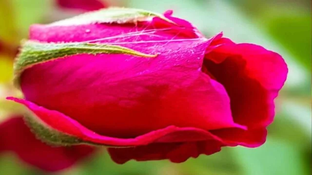 What is aspect ratio and its importance in image compression