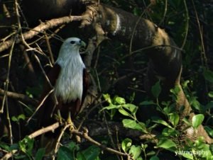 Flora and fauna in Goa Backwater