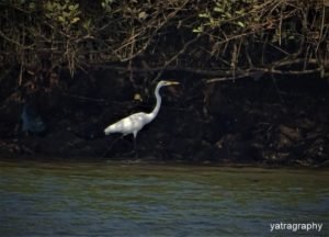 Birds at Chapora River