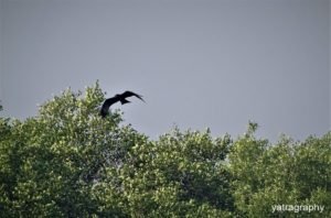 Birds at Chapora River