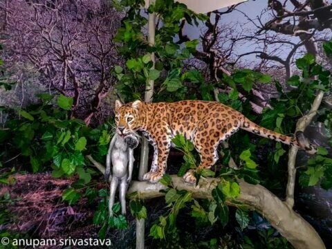 मानसून भवन उदयपुर 