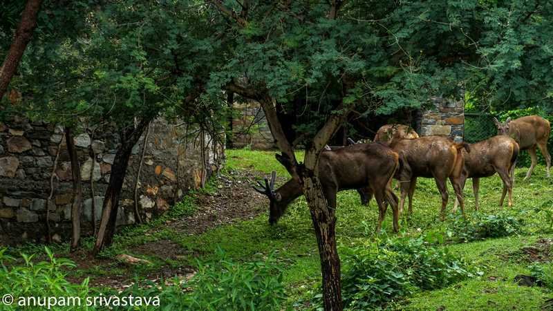 Animals at sajjangarh biological park udaipur