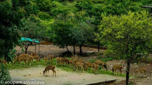 Deer at sajjangarh wildlife udaipur