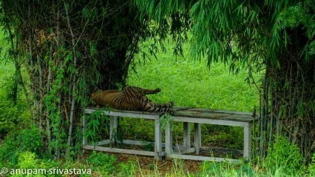 Tiger at sajjangarh wildlife sanctuary udaipur