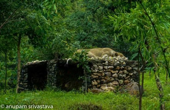 Lion at Sajjangarh Biological Park
