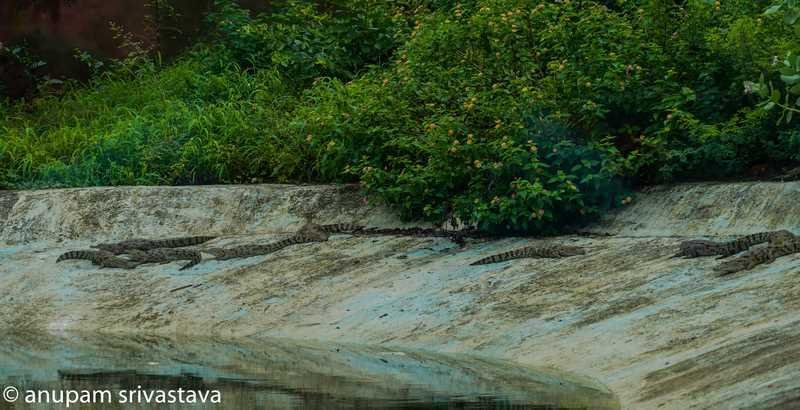 Reptiles at sajjangarh biological park udaipur
