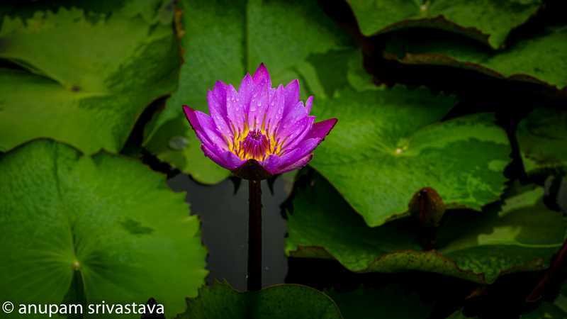 lotus in monsoon palace udaipur