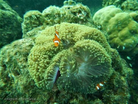 fish underwater shot with gopro