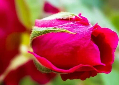 photography tips for mobile