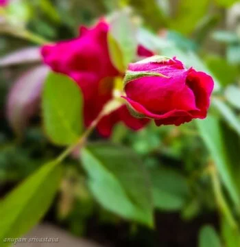 photography tips for mobile