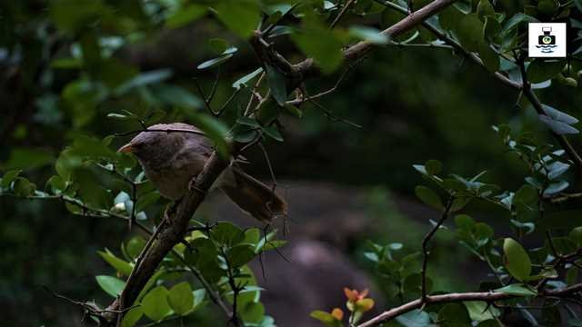 माउंट आबू में वन्यजीवन की फोटो