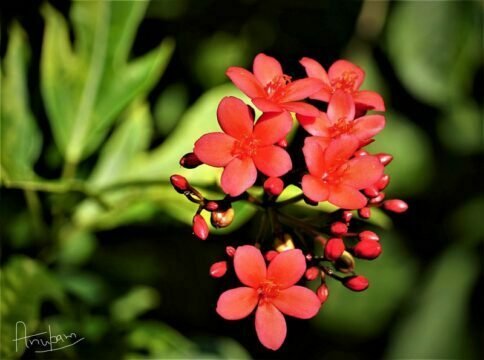 shallow depth of field