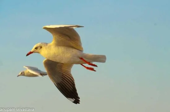 birds shot at high shutter speed