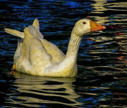 duck shot at low iso