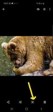 bear photo by google lens