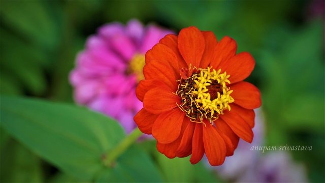 flower in depth of field
