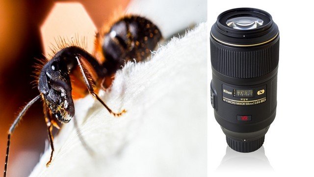 मैक्रो लेंस