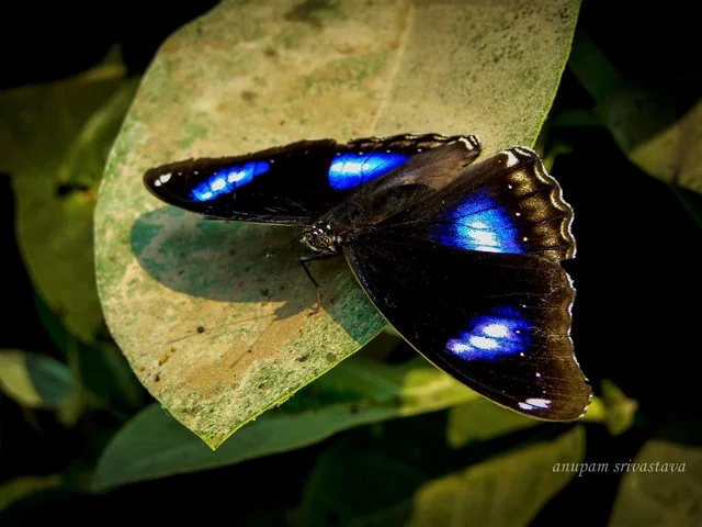 butterfly photo