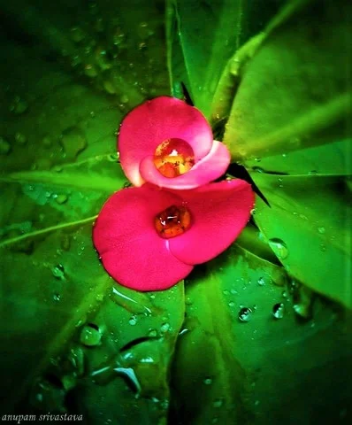 फूल की क्लोज अप फोटो 