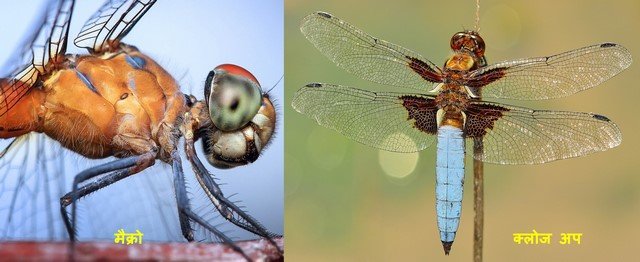 macro vs closeup photography
