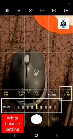 mouse photo